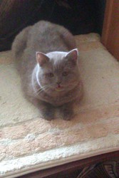 Ліловий британець