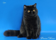 Котята экзоты