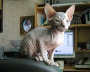 донской сфинкс мальчик
