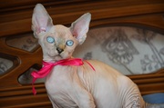 Продаются котята,  порода - канадский сфинкс.