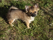 Продам мальчика мини чихуахуа