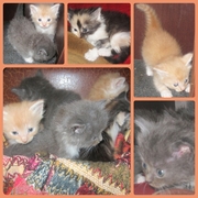 Котята в добрые руки!