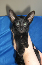 Питомник срочно продает ориентальных котят