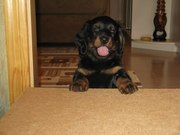 Счастье в дом - щенки длинношерстной таксы!!!