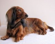 Щенки длинношерстная такса