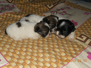 продаю пикенесов