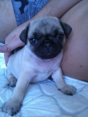 Щенок мопса