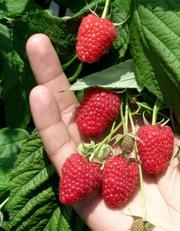 Саженцы малины Полана Polana (Поляна, Полка)