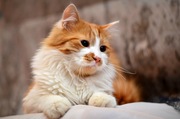 Отдам золотистого котика с беленькой грудкой,  8 месяцев. 