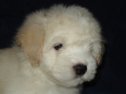 Щенки , два кобеля