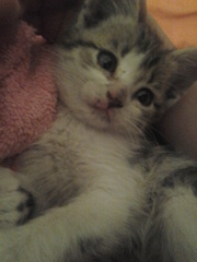 Продам кошечку*