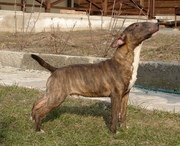 Подрощенный щенок Мини Бульки