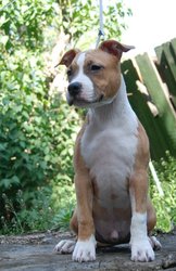 Продам Шикарных Щенков Американского Стаффордширского Терьера