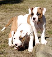 Эксклюзивные крови в Украине. Амстафф Терьера