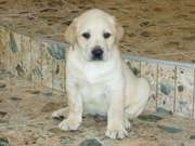 ПРОДАЮТСЯ ЩЕНКИ ЛАБРАДОРА (девочки, 2 мес.)