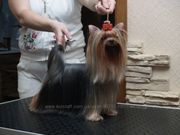Титулованные йорки шоу класса от чемпиона России