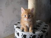 Питомник Magical Lynx предлагает котят курильского бобтейла