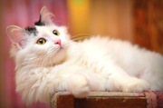 Красота и нежность! Белокурая в черной шапочке Софи в добрые руки
