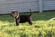 Продам Щенков Кане корсо