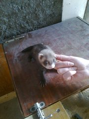 Подам ручных хорьков.
