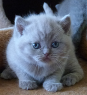 Британские котята,  клубные,  крупные.