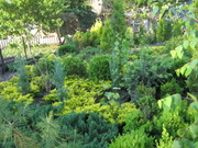 Можжевельники (разные виды),  туи,  самшиты,  пихты,  ели,  сосны
