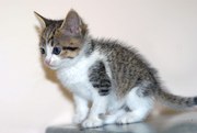 Крошечка с ладошечку,  котенок-девочка,  7 недель ищет семью