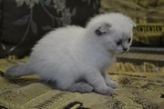 Продам шотландских котяток