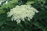 Бузина,  саженцы бузины (по Украине)