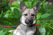 Друг в семью,  звоночек на территорию,  Малинка,  6, 5 месяцев