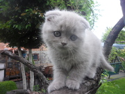 Кошечка шотландская вислоухая .