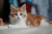 Чистокровный мейн-кун рыжий с белым биколор,  Comedy-cat,  Киев