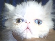 персидские котята экстремалы