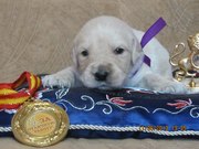 Великолепные щеночки золотистого ретривера от родителей чемпионов