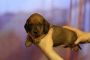Щенки  стандартной таксы.
