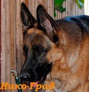 щенки немецкой овчарки .документы КСУ-FCI