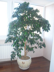 Продам фикус Бенджамина 180см