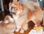 Чау-чау,  щенки,  Chow Chow puppies