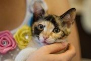 Котенок-девочка очень необычного раскраса «кофе с карамелью»