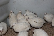 Продам яйцо перепела,  мясо,  молодняк