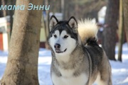 Аляскинский маламут