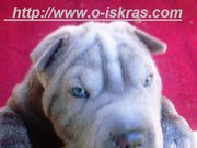 Элитные собаки шоу класса и мини шарпеи