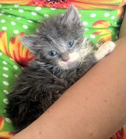 Очаровательный Линукс,  метис сибиряка 1.5 месяца