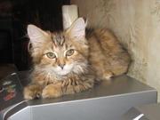 очаровательный котенок мэйн кун