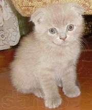 Шотландский вислоухий котенок