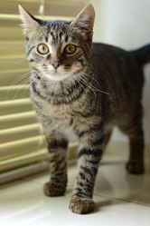 Кошечка ищет Дом!