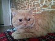 красный табби приглашает на вязку вислоухих кошек