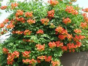 Кампсис,  зелёная стена