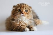 Шотландские котята,  хайленды