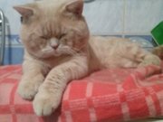 вязка кошек
